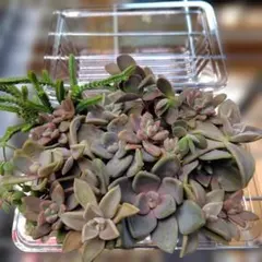 多肉植物　普及種カット苗詰め合わせ