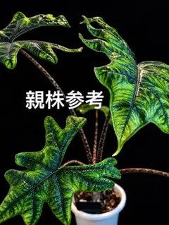 2026年最新】alocasia jacklynの人気アイテム - メルカリ