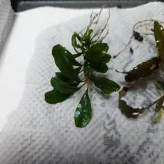 ttお兄ちゃん様 リクエスト 2点 まとめ商品