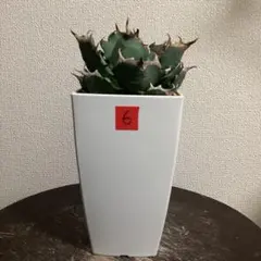 2026年最新】姫厳竜 子株の人気アイテム - メルカリ