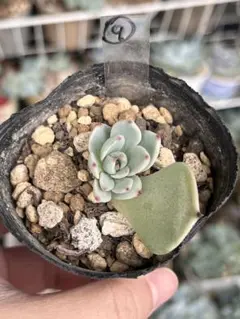 多肉植物 円 おらいさん苗　 抜き苗 6cm鉢のサムネイル
