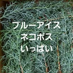 コニファー　リース材料　ブルーアイス