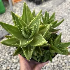 Aloe prinslooi アロエ　プリンスローイ ゆうパック Aloe prinslooi アロエ プリンスローイ ゆうパック - メルカリ