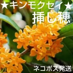 2026年最新】あまりん 苗の人気アイテム - メルカリ