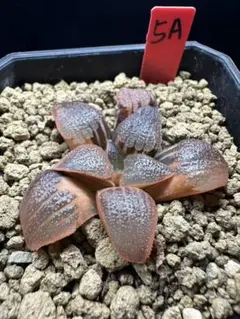 64a 多肉植物 ハオルチア スーパーコレクタ錦糊斑 自家繁殖 鉢植え発送