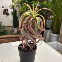 Tillandsia Apalala Regal 速達発送 - メルカリ