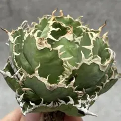 アガベ 鉢植発送 フィリグリー 極上血統 特選株 エコマルシェオニヅカ直送 花苗・植物（YouTube紹介）20