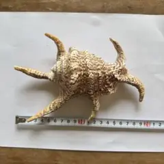 スイジガイ　魔除け　貝殻