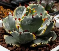 2025年最新】アガベ雷帝の人気アイテム - メルカリ