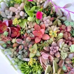【本日発送】「多肉植物」✾ 小さなカット苗 21種セット 詰め合わせ ちまちま