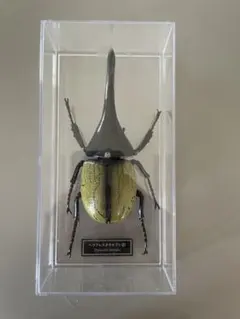 ヘラクレス・ヘラクレス♂標本 Yahoo!オークション -「ヘラクレス 標本」の落札相場・落札価格