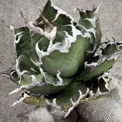 アガベ 鉢植発送 極上血統 シーザー 大株 特選 アガベ 鉢植発送 極上血統 シーザー 大株 特選