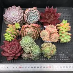 Top【選抜株】多肉植物 25882シー キング 25個 鉢無し/脱土 - メルカリ