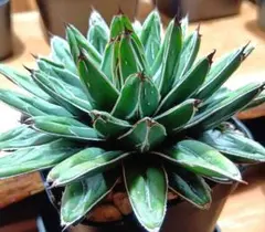 2026年最新】アガベ笹の雪の人気アイテム - メルカリ