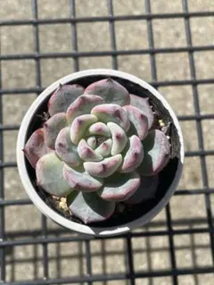 リンゼアナ×ざわわ札付きポットごとメルカリ便おらいさん苗青札 2025年最新】おらいさん苗 青札の人気アイテム - メルカリ