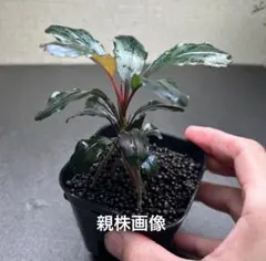 2025年最新】BUCE 水の国の人気アイテム - メルカリ