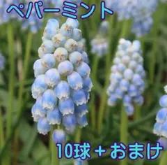 sea coral様 リクエスト 3点 まとめ商品