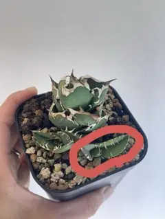 cok 追星　コック　コレクション株 アガベ チタノタ 