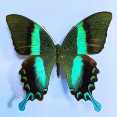 2026年最新】オオルリオビアゲハの人気アイテム - メルカリ