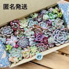 97 多肉植物　多肉弁当　詰め合わせ　寄せ植え　セット　カット苗　韓国苗　セダム