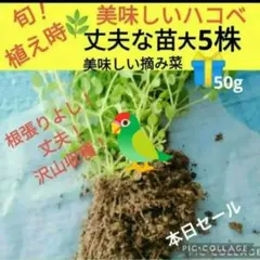 おくわ様 リクエスト 2点 まとめ商品