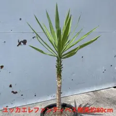 ③シュロチク 観葉植物 露地 鉢底から150cm - メルカリ