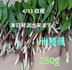 行者ニンニク アイヌネギ　十勝産　250g 海沿いの山 滋養強壮　免疫力UPのサムネイル