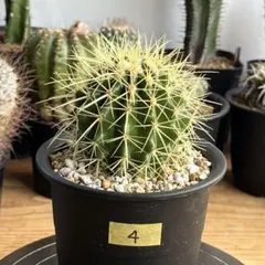 りよん様 リクエスト 2点 まとめ商品