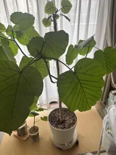 流通皆無‼️✩.*˚ウンベラータ 斑入り✩.*˚ 1 - メルカリ