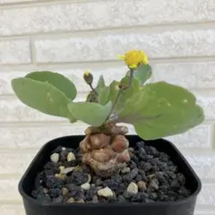 2025年最新】オトンナ ヘレーの人気アイテム - メルカリ