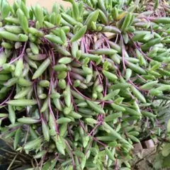 多肉　ルビーネックレス　カット苗５０個ネコポス匿名発送