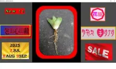 TUE　チタノタ　オテロイ　包心龍　コンパクト　2頭　23 TUE チタノタ オテロイ 包心龍 コンパクト 2頭 23 アガベ チタノタ