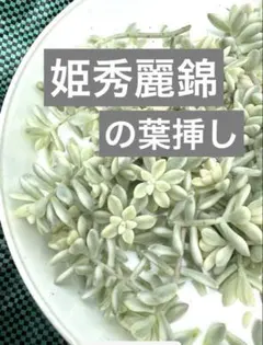 多肉植物 姫秀麗錦 斑入り 葉挿し30枚
