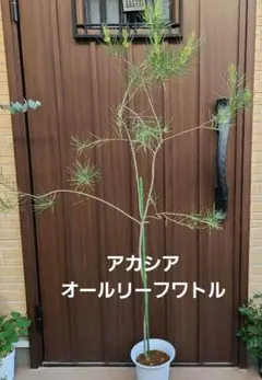 アカシア ブルーブッシュ 大型テラコッタ鉢植え 苗 苗木 シンボル