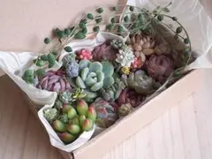 K*様 87 カット苗セット　多肉植物　寄せ植えセット