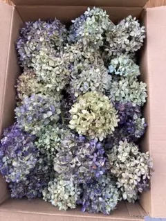 紫陽花ドライフラワー J1 70サイズ 北海道産 - メルカリ