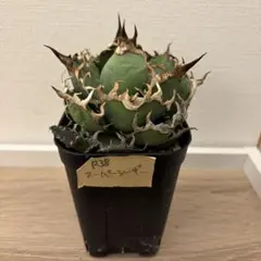 2026年最新】アガベ シーザー 子株の人気アイテム - メルカリ