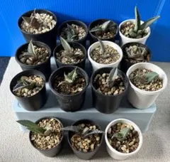 2025年最新】アガベ 子株 セットの人気アイテム - メルカリ