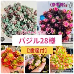 【速達付】バジル28様 リクエスト 5点 まとめ商品