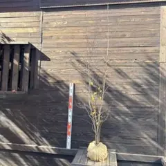 シロモジ/大株立ち【現品発送】管理70855 シロモジ/大株立ち【現品発送】管理70855 - メルカリ