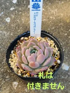 まさまさ様 リクエスト 3点 まとめ商品