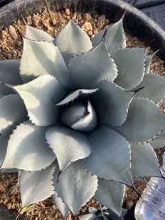 ぴーすけ様 リクエスト 2点 まとめ商品