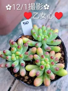 2025年最新】ぷくぷく多肉の人気アイテム - メルカリ