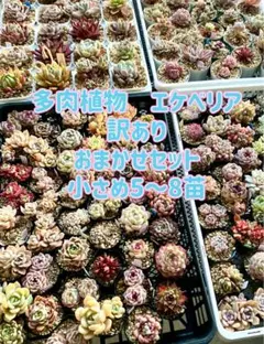 お買い得　セット　多肉植物　エケベリア　おまかせ　訳あり　個別名あり　A