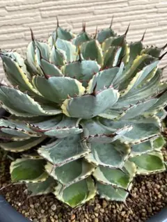 アガベ 　吉祥冠錦　大株　極美株　選抜株 大株アガベ 吉祥冠錦 黄覆輪 特美株 激レア高級多肉植物 狂強