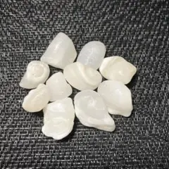 イシカブラ 天然石 ケオン 原石 パワーストーン 鉱物 標本 貝殻 ① イシカブラ 天然石 ケオン 原石 パワーストーン 鉱物 標本 貝殻 ①