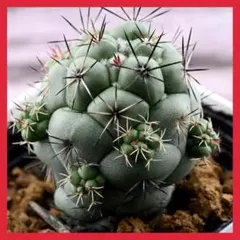 2025年最新】ロウルサンコ 種子の人気アイテム - メルカリ