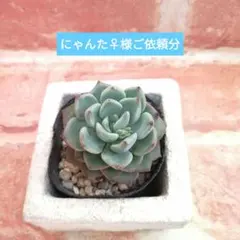 にゃんた♀様ご依頼分 茶々他 多肉 エケベリア パクさん