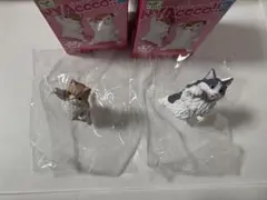 NYAoooo‼︎2 ガンバレー!! ネコ ガチャ ブリティッシュ エキゾチック