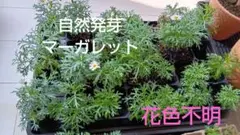 6月16日迄1280円！15本 ホワイトマルベリー 挿し穂 挿し木 カット苗